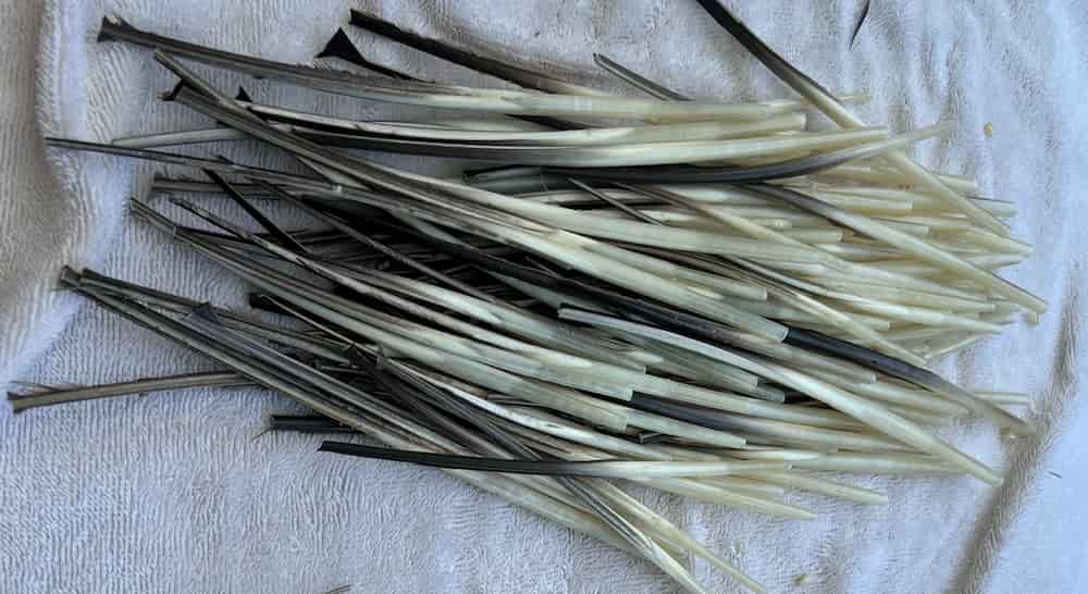 Cleaned and Prepped Feathers