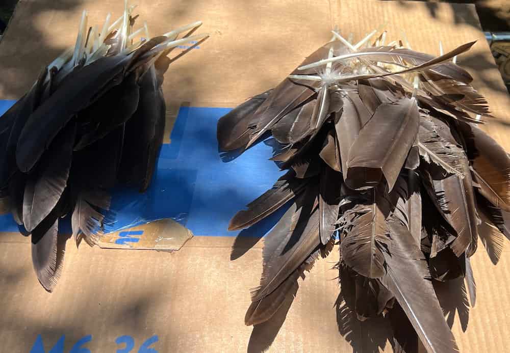 Collected Feathers